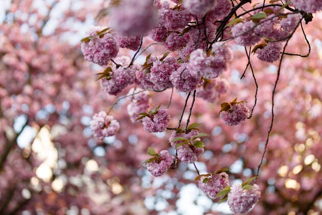 Because of the corona virus, the city of Bonn blocks the cherry blossom for visitors Bonn, 08 04 2020 Foto:xC.xHardtx xFuturexImage