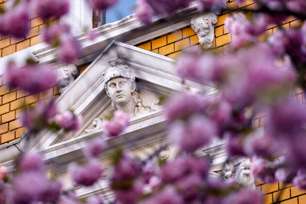 Because of the corona virus, the city of Bonn blocks the cherry blossom for visitors Bonn, 08 04 2020 Foto:xC.xHardtx xFuturexImage