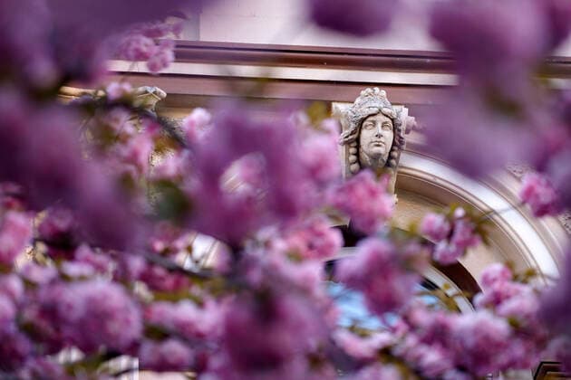 Because of the corona virus, the city of Bonn blocks the cherry blossom for visitors Bonn, 08 04 2020 Foto:xC.xHardtx xFuturexImage