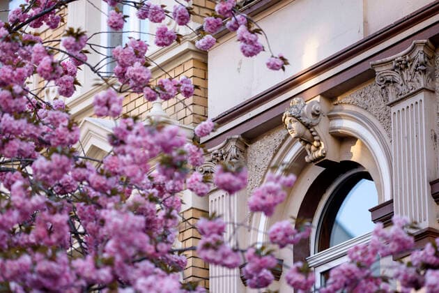 Because of the corona virus, the city of Bonn blocks the cherry blossom for visitors Bonn, 08 04 2020 Foto:xC.xHardtx xFuturexImage
