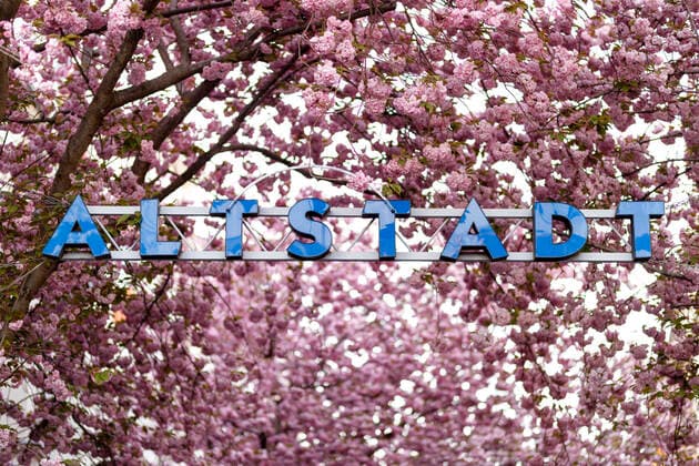 Because of the corona virus, the city of Bonn blocks the cherry blossom for visitors Bonn, 08 04 2020 Foto:xC.xHardtx xFuturexImage