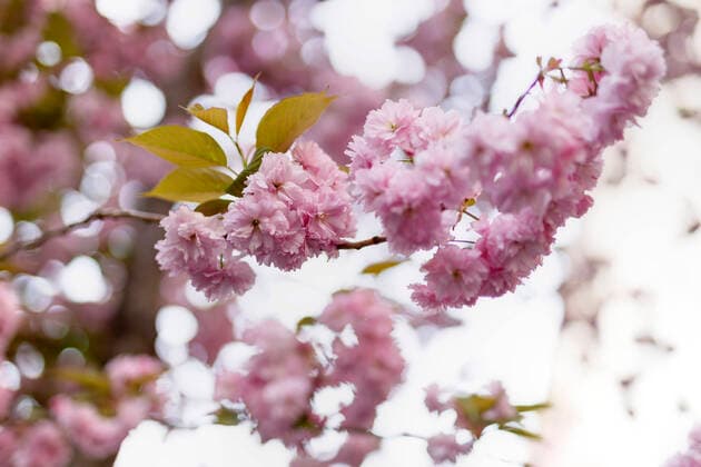 Because of the corona virus, the city of Bonn blocks the cherry blossom for visitors Bonn, 08 04 2020 Foto:xC.xHardtx xFuturexImage