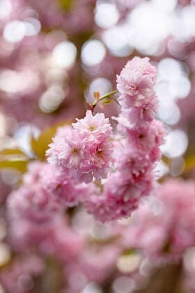 Because of the corona virus, the city of Bonn blocks the cherry blossom for visitors Bonn, 08 04 2020 Foto:xC.xHardtx xFuturexImage