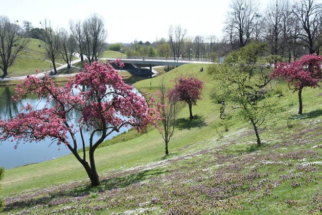 Tree blossoms in the Olympic Park Munich 08 04 20 Munich