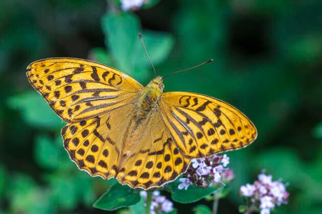 Kaisermantel (Argynnis paphia) Männchen McPRMU *** Emperors Coat Argynnis paphia male McPRMU McPRMU