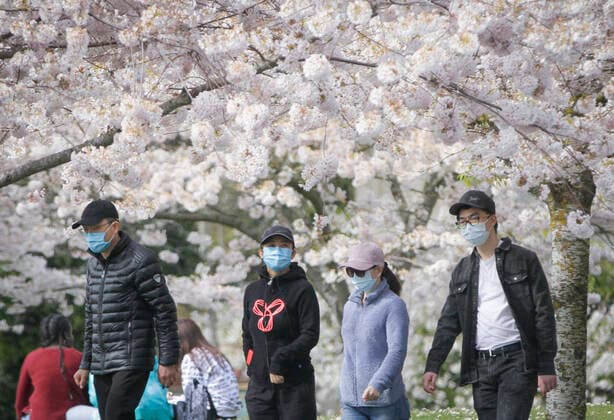 (200411) -- RICHMOND, April 11, 2020 (Xinhua) -- People admire cherry blossoms at Garry Point Park in Richmond, Canada, April 10, 2020. (Photo by Liang Sen Xinhua) CANADA-RICHMOND-CHERRY BLOSSOMS 