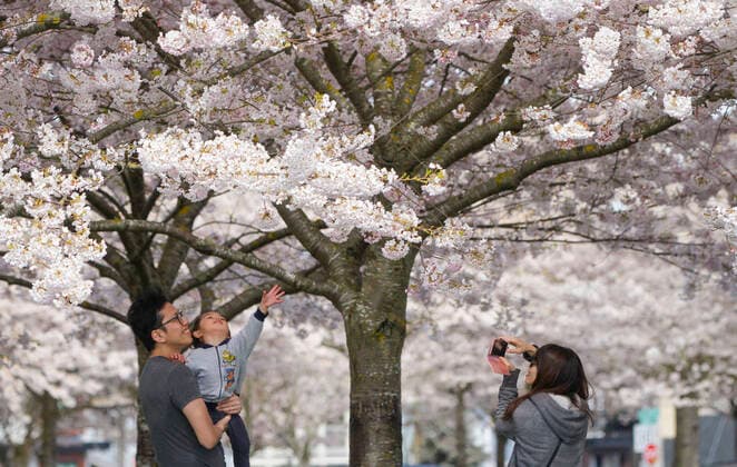(200411) -- RICHMOND, April 11, 2020 (Xinhua) -- People take photos under a blooming cherry blossom tree at Garry Point Park in Richmond, Canada, April 10, 2020. (Photo by Liang Sen Xinhua) CANADA-RICHMOND-CHERRY BLOSSOMS 