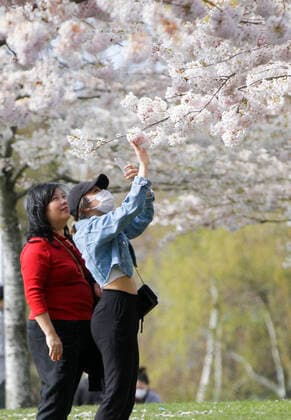 (200411) -- RICHMOND, April 11, 2020 (Xinhua) -- People admire cherry blossoms at Garry Point Park in Richmond, Canada, April 10, 2020. (Photo by Liang Sen Xinhua) CANADA-RICHMOND-CHERRY BLOSSOMS 