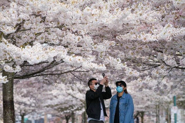 (200411) -- RICHMOND, April 11, 2020 (Xinhua) -- People wearing face masks take photos under blooming cherry blossom trees at Garry Point Park in Richmond, Canada, April 10, 2020. (Photo by Liang Sen Xinhua) CANADA-RICHMOND-CHERRY BLOSSOMS 