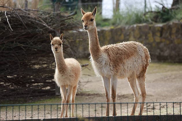 30 03 2020 Halle Saale CORONA Pandemic covid19 covid 19 Corona Virus Coronavirus photo Mountain