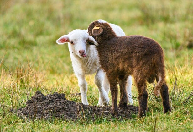 Bilder des Jahres 2020, Entertainment 04 April Entertainment Themen der Woche KW15 News Bilder des Tages Marktoberdorf, Germany, April 11, 2020. Lambs in the grass at Easter and bask in the sun on April 11, 2020 in Marktoberdorf, Germany.