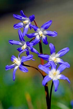 Zweiblättriger Blaustern, Sternhyazinthe (Scilla bifolia), Berlin, Deutschland mcpins *** Two-leafed blue star, Sternhyacinth Scilla bifolia, Berlin, Germany mcpins mcpins