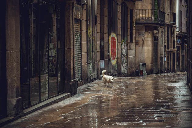 April 13, 2020, Barcelona, Catalonia, Spain: A commuter crosses Barcelona s rainy deserted Gothic Quarter at Easter Monday after more than one month of a nationwide lockdown due to the continuous spread of the virus. Spain registered roughly 300 new fatalities summing up to nearly 17500 in total. Barcelona Spain - ZUMAo105 20200413_zap_o105_010 Copyright: xMatthiasxOesterlex