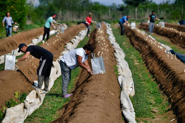 Bilder des Jahres 2020, News 04 April News Themen der Woche KW16 Leiharbeiter stechen Spargel, Spargelernte, Schmidener Feld, Schmiden bei Stuttgart, Baden-Württemberg, Deutschland *** Temporary workers pricking asparagus, asparagus harvest, Schmidener Feld, Schmiden near Stuttgart, Baden Württemberg, Germany