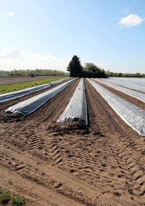 bbe closures because of the Coronavirus 14 04 2020 v l Covered asparagus fields in the reed near Gernsheim Action, rkasse Bensheim, ba