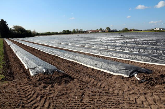 bbe closures because of the Coronavirus 14 04 2020 v l Covered asparagus fields in the reed near Gernsheim Action, rkasse Bensheim, ba
