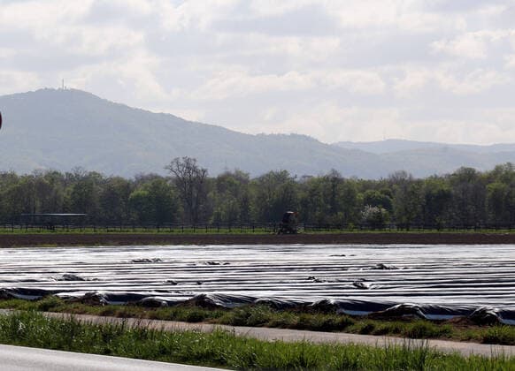 bbe closures due to coronavirus 14 04 2020 v l Asparagus fields covered in the fen near Gernsheim, in the background the Melibokus action, single photo