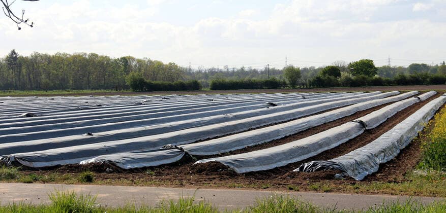 bbe closures because of the Coronavirus 14 04 2020 v l Covered asparagus fields in the reed near Gernsheim Action, rkasse Bensheim, ba