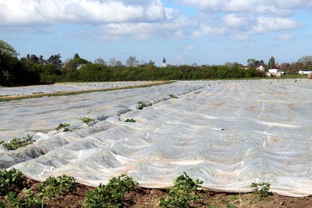 bbe blockades because of the Coronavirus 14 04 2020 v l Strawberry fields covered with foil at Gernsheim Action, rkasse Bensheim, B ba