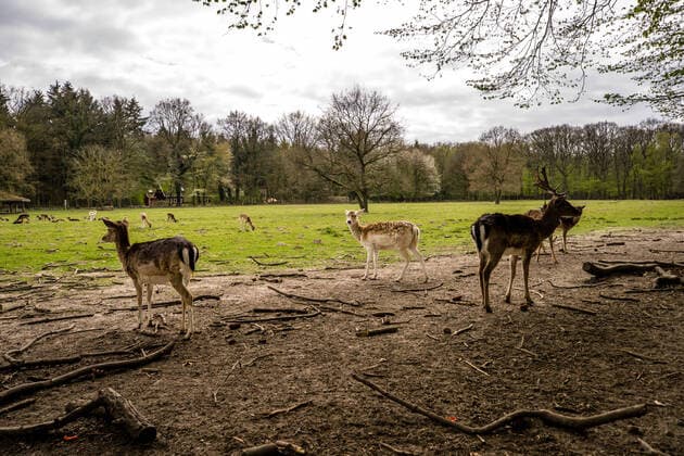 Hamburg Hamburg, Hamburg, europe, europe, northern germany, northern germany, hanseatic city, germany, germany, outdoor, outdoor, daytime, city, city, northern germany, The Niendorf enclosure is with about 130 hectares the la