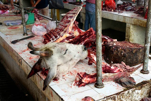 Cattle slaughtered cattle head market in Wuhan COVID 19 virus coronavirus from the bat to the people animal market in Asia Tomohon extreme market Wuhan virus pandemic epedemic animal blood