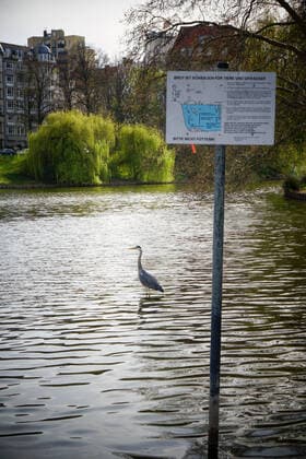 16 04 2020,Berlin,Germany,GER,the city at the time of the Corona pandemic Lietzensee district Charlottenburg A grey heron Ardea cinerea also heron can be seen