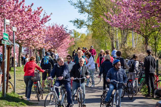 High visitor rush TV Asahi Kirschblütenallee, A beautiful spectacle was on this Sunday, the blossoming cherry blossoms on TV Asahi Kirschblütenallee Despite the still valid distance rules, there was a high visitor rush Berlin Lichterfelde Berlin Germany
