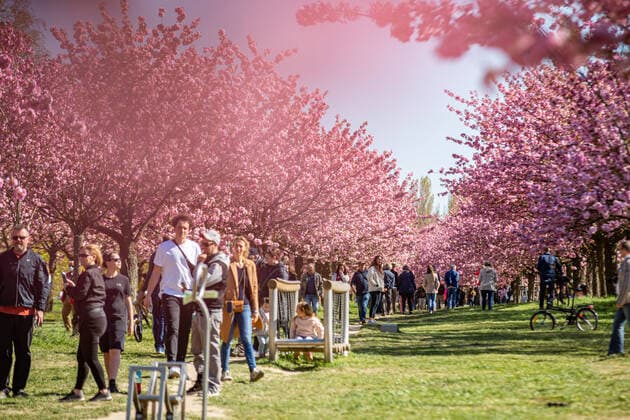 High visitor rush TV Asahi Kirschblütenallee, A beautiful spectacle was on this Sunday, the blossoming cherry blossoms on TV Asahi Kirschblütenallee Despite the still valid distance rules, there was a high visitor rush Berlin Lichterfelde Berlin Germany