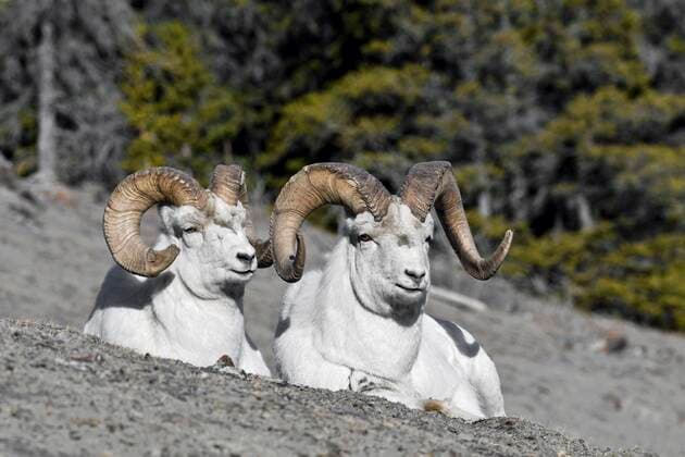 Dall sheep Ovis dalli , rams sitting on the mountainside, Kluane National Park, Yukon Territory, Canada, North America Copyright: imageBROKER/GerhardxKraus ibxgek05107640.jpg