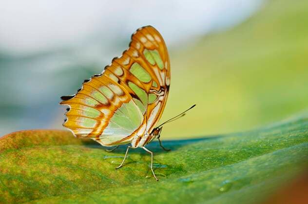 Malachite butterfly Siproeta stelenes sitting on a leaf, Germany, Europe Copyright: imageBROKER/Davidx&xMichaxSheldon ibxshe05136798.jpg