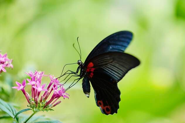 Red Mormon Papillo rumanzovia sitting on a flower, Germany, Europe Copyright: imageBROKER/Davidx&xMichaxSheldon ibxshe05136813.jpg