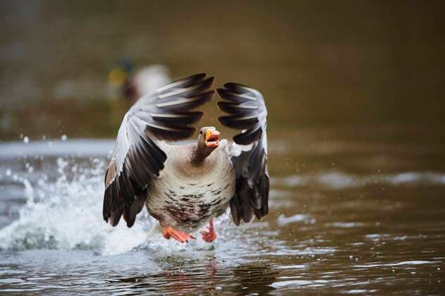 Greylag Goose Anser anser starts flying in winter, Upper Palatinate, Bavaria, Germany, Europe Copyright: imageBROKER/Davidx&xMichaxSheldon ibxshe05136889.jpg