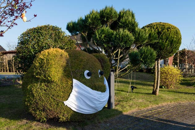 Cypress cut as a teddy bear with mouthguard While the Coronakrise cypress in the garden shaped wood