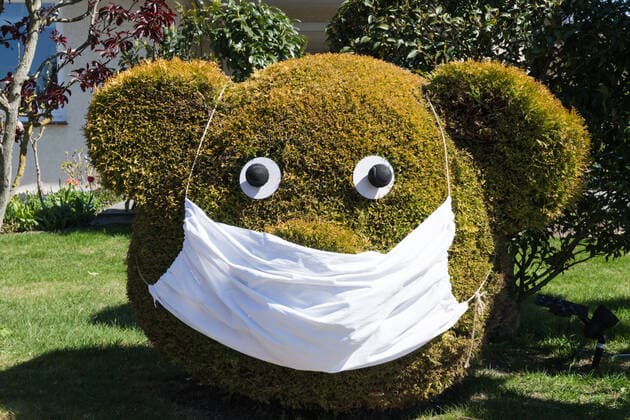 Cypress cut as a teddy bear with mouthguard While the Coronakrise cypress in the garden shaped wood