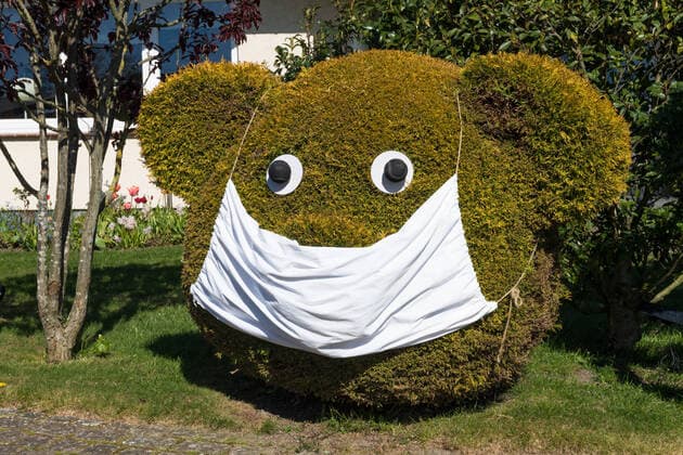 Cypress cut as a teddy bear with mouthguard While the Coronakrise cypress in the garden shaped wood