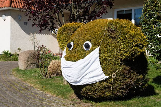 Cypress cut as a teddy bear with mouthguard While the Coronakrise cypress in the garden shaped wood