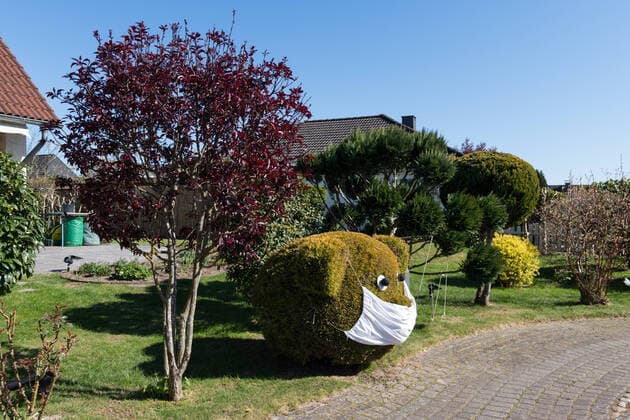 Cypress cut as a teddy bear with mouthguard While the Coronakrise cypress in the garden shaped wood
