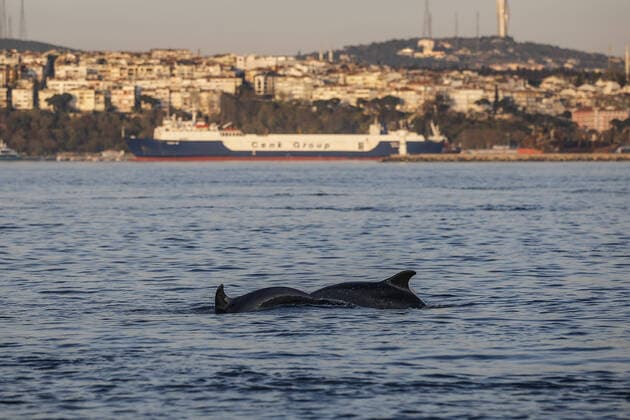 Dolphins swim in the Bosphorus with a low boat traffic in the natural strait of Istanbul on April 19 2020. Turkey has confirmed 4,674 deaths and 90,980 positive cases of the coronavirus infection in the country. ( Copyright: KemalxAslanx-xDepoxPhotos 16724949