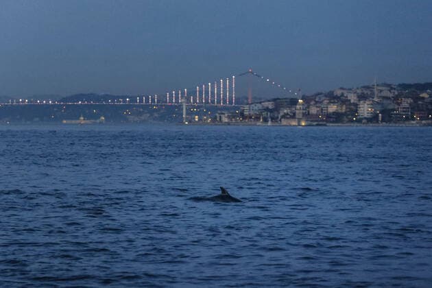 A dolphin swims in the Bosphorus with a low boat traffic in the natural strait of Istanbul on April 19 2020. Turkey has confirmed 4,674 deaths and 90,980 positive cases of the coronavirus infection in the country. ( Copyright: KemalxAslanx-xDepoxPhotos 16724952