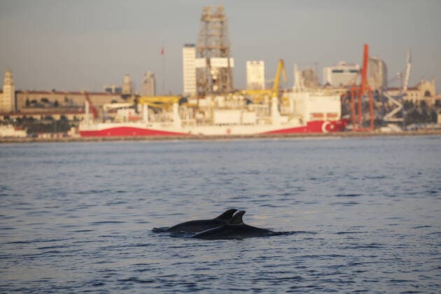 Dolphins swim in the Bosphorus with a low boat traffic in the natural strait of Istanbul on April 19 2020. Turkey has confirmed 4,674 deaths and 90,980 positive cases of the coronavirus infection in the country. ( Copyright: KemalxAslanx-xDepoxPhotos 16724944