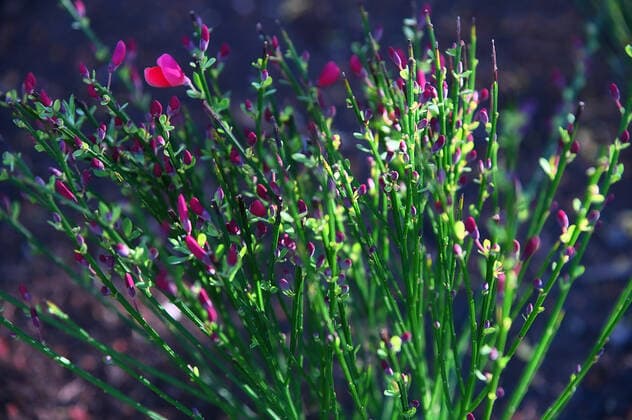 Pflanzen und Blumen im Garten des Hauses Strohgarten 4, in Steyrermühl. Dieses Bild zeigt einen blühenden, roten Ginsterstrauch 2020 - Pflanzen und Blumen im Garten des Hauses Strohgarten 4, in Steyrermühl *** Plants and flowers in the garden of the house Strohgarten 4, in Steyrermühl This picture shows a blooming red broom bush 2020 Plants and flowers in the garden of the house Strohgarten 4, in Steyrermühl