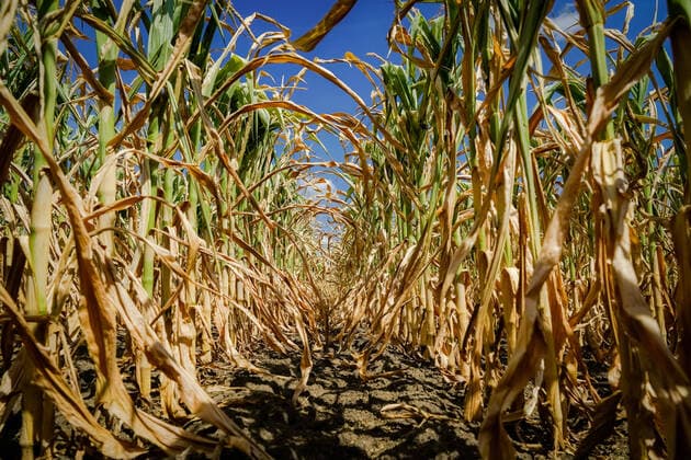 Drought drought, withered and stunted maize plants from a frogs perspective Agricultural photo of a maize stand suffering from a severe water shortage, heavily wilted foliage and thus light rows let the sun shine down to the plant roots County of Osnabrück Lower Saxony Germany
