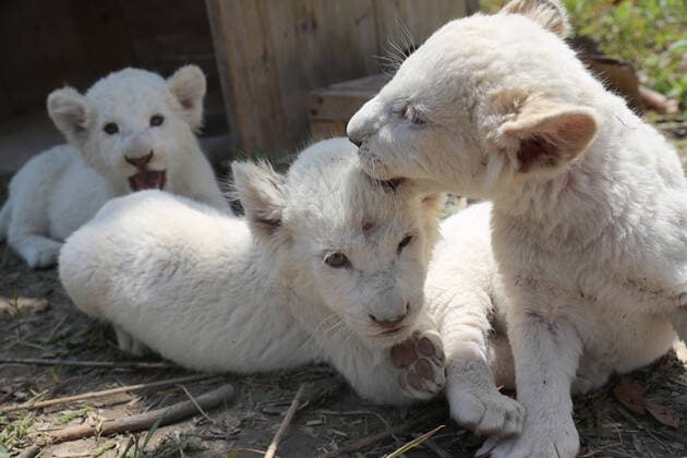 Bilder des Jahres 2020, Entertainment 04 April Entertainment Themen der Woche KW17 Entertainment Bilder des Tages (200423) -- NANTONG(JIANGSU), April 23, 2020 -- Triplets of white lion cubs play outdoors at Nantong Forest Safari Park in Nantong City, east China s Jiangsu Province, April 23, 2020. The nearly two-month-old triplets make their debut at the park on Thursday and they will formally meet the tourists on May 1. (Photo by Xinhua) CHINA-JIANGSU-NANTONG-WHITE LION CUBS (CN) XuxCongjun 