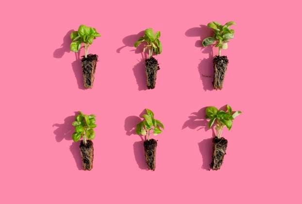 Studio shot of six basil seedlings against pink background GEMF03547