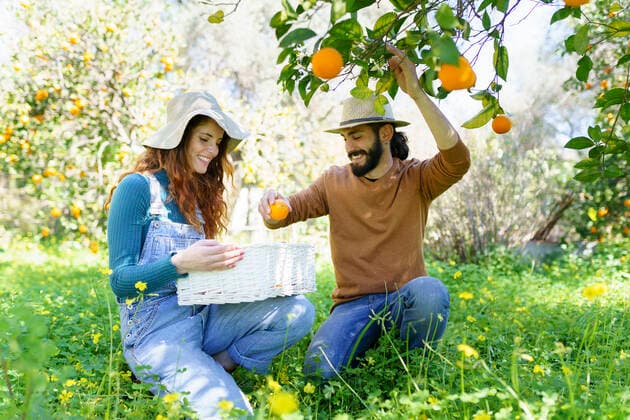 Couple picking organic oranges from a tree in the countryside model released Symbolfoto VSMF00121