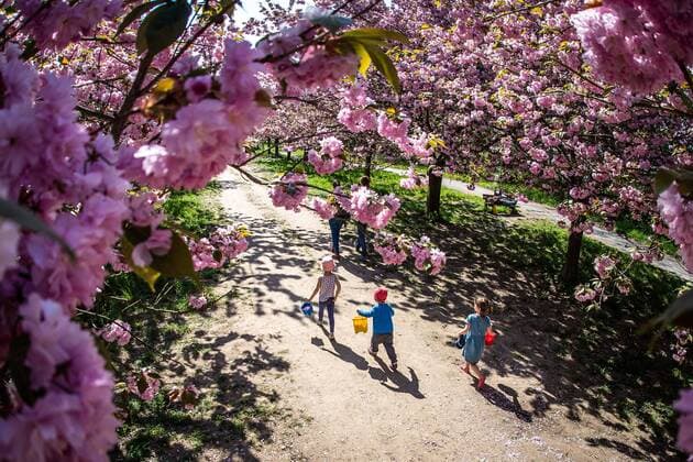 The Japanese TV Asahi Cherry Blossom Avenue on 24 April 2020 on the border of Berlin and Brandenburg near Teltow Passers-by in the Cherry Blossom Avenue Japanese Cherry Blossom Avenue