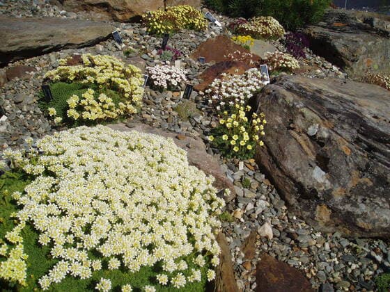 Different species of Saxifraga Bed with different species of Sacifraga in the botanical garden in Tromso  Copyright: xCharlottePhotox 857721