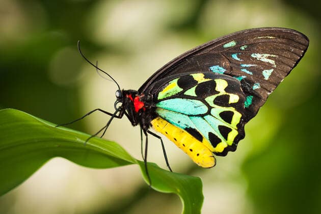 Birdwing butterfly Beautiful male Cairns birdwing butterfly (Ornithoptera euphorion) on a leaf  Copyright: xJaykaylx 8264378