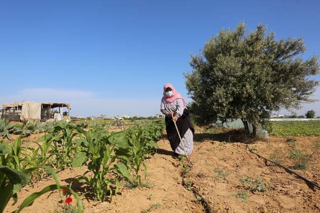 IMAGO Nature: Unsere Erde, Klimawandel, Ernährung, Pflanzen der Zukunft, Linse April 27, 2020, Khan Younis, Gaza Strip, Palestinian Territory: Palestinians refine grinded Lentils during harvest on a farm in Khan Younis in the southern Gaza Strip, on April 27, 2020 Khan Younis Palestinian Territory - ZUMAap3_ 20200427_zaf_ap3_061 Copyright: xAshrafxAmrax