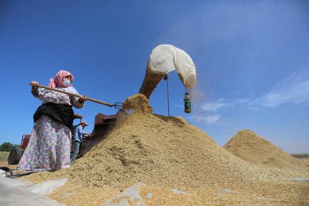 IMAGO Nature: Unsere Erde, Klimawandel, Ernährung, Pflanzen der Zukunft, Linse April 27, 2020, Khan Younis, Gaza Strip, Palestinian Territory: Palestinians refine grinded Lentils during harvest on a farm in Khan Younis in the southern Gaza Strip, on April 27, 2020 Khan Younis Palestinian Territory - ZUMAap3_ 20200427_zaf_ap3_069 Copyright: xAshrafxAmrax